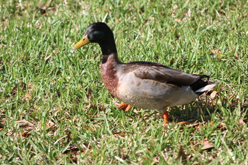 One duck walking on grass in the sun