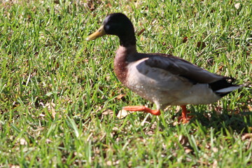 One duck walking on grass in the sun