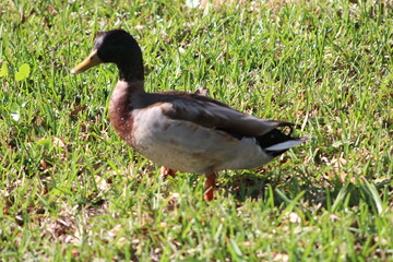 One duck walking on grass in the sun