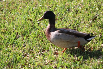 One duck walking on grass in the sun