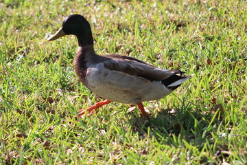 One duck walking on grass in the sun