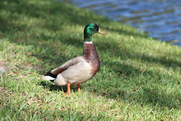 One duck walking on grass 
