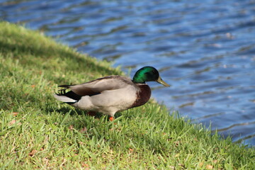 One duck walking on grass 