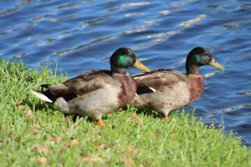 Two ducks walking together