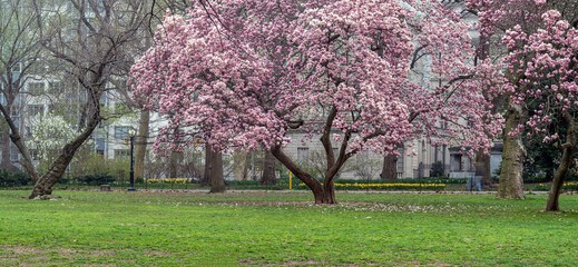 Magnolia tree in bloom in early spring © John Anderson