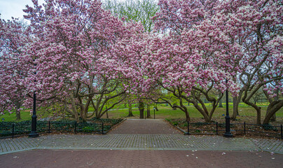 Magnolia tree in bloom in early spring