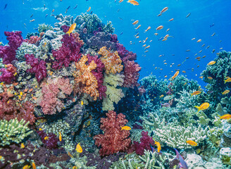 Coral reef South Pacific, Fiji