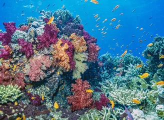 Printed kitchen splashbacks Coral reefs Coral reef South Pacific, Fiji