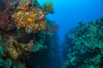 Fototapeta na wymiar Caribbean coral garden