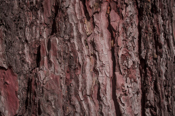 cracked rough brown and purple tree bark background