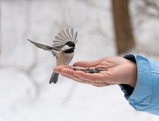 Chickadee bird with outstretched wings landing on hand holdingseeds.
