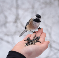 Close up of chickadee bird perched on hand holding seeds in winter. © Cavan