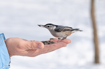 Close up of nuthatch bird perched on hand holding seeds in winter.