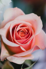 Close up of the soft pink petals of a rose flower in bloom.
