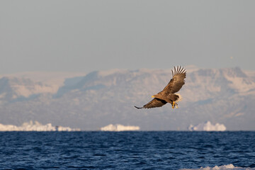 Eagle flying over icebergs with after hunt one fish