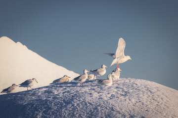 birds over big block of ice