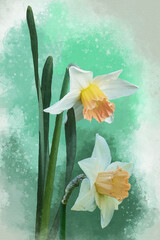 Watercolor daffodil flower. Hand drawn watercolor spring flowers perfect for design greeting card or print
