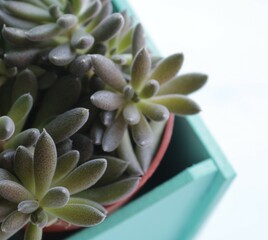 Obraz premium Green succulent in the box