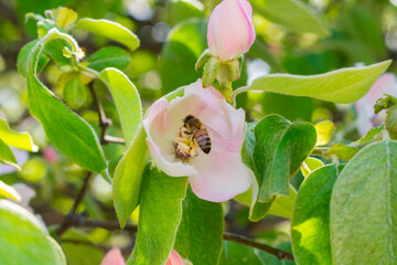 A bee on an apple tree flower illuminated by the rays of the spring sun