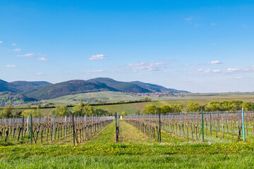 Fototapeta na wymiar Blick über Weinfelder auf den Haardtrand, Pfalz