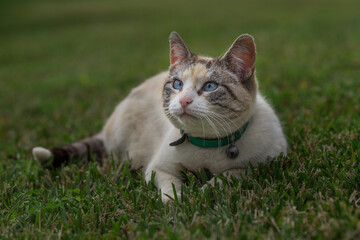 Naklejka na ściany i meble The cat looks up and lying on green lawn. Portrait of fluffy white cat with blue eyes in nature.