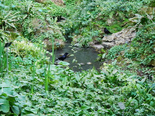 Petit ruisseau d'eau en plein milieu d'une grande plaine de verdure et de nature, avec un petit oiseau noir s'y promenant, et des cailloux posés partout, exploration inconnu - obrazy, fototapety, plakaty