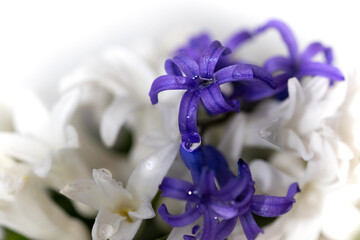 Naklejka premium Close-up of white and blue spring flowers hyacinth with water drops