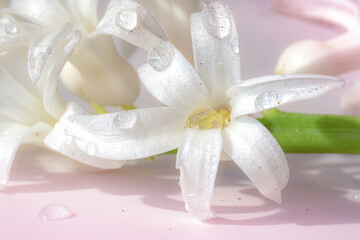 
Close-up of white spring flowers hyacints with water drops