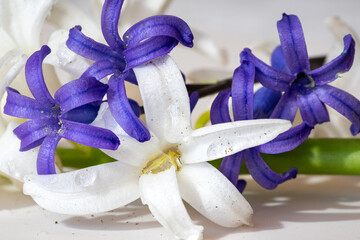 Close-up of white and blue spring flowers hyacinth with water drops