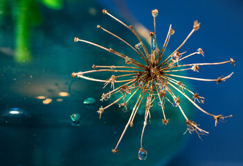 Close-up abstract photo of dried plant with colorful water drops isolated on colorful background