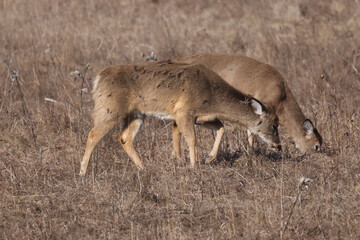 Young white tailed deer feeding on field in early spring, one looking rough with cuts on side