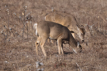 Young white tailed deer feeding on field in early spring, one looking rough with cuts on side