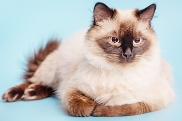 Fototapeta na wymiar Beautiful fluffy cat on a blue background. The young cat is purebred lies.
