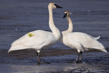 Trumpeter swan couple, one tagged, doing courtship rituals prior to mating on frozen marsh