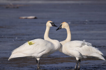 Trumpeter swan couple, one tagged, doing courtship rituals prior to mating on frozen marsh