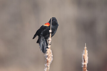 Male REd Wing Blackbird early migration arrivals staking out territories in early spring on freezing day