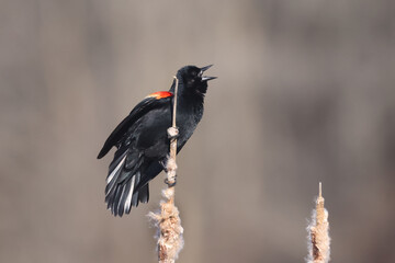 Male REd Wing Blackbird early migration arrivals staking out territories in early spring on freezing day