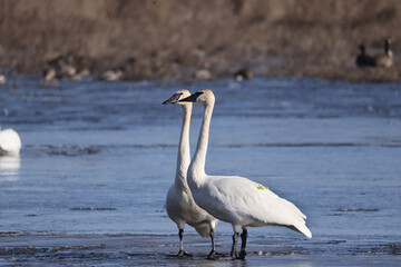 Trumpeter swan couple, one tagged, doing courtship rituals prior to mating on frozen marsh