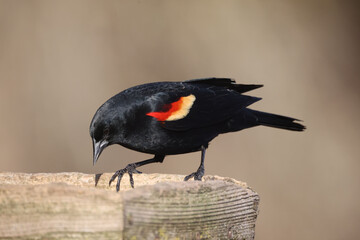 Male REd Wing Blackbird early migration arrivals staking out territories in early spring on freezing day