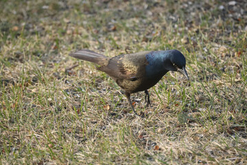Grackles on grass and eating at feeder first spring arrivals
