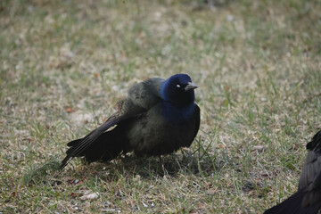 Grackles on grass and eating at feeder first spring arrivals

