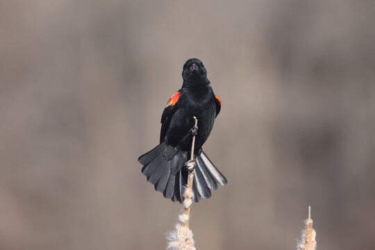 Male REd Wing Blackbird Early Migration Arrivals Staking Out Territories In Early Spring On Freezing Day