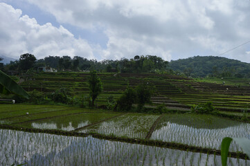 Beautiful views of rice fields with nature and mountains in Mojokerto