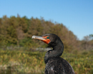 Cormorant with neck twisted to look at horizon