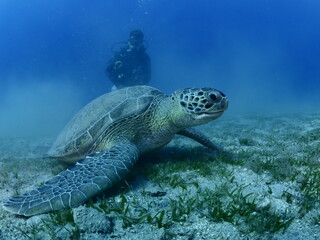 sea turtle with scuba divers around underwater Mediterranean  sea ocean scenery