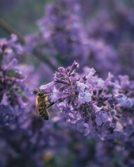 Bee pollinating on a field of purple flowers