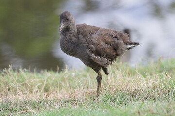 Juvenile Moorhen missing right leg