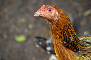 portrait of a chicken. a hen with yellow and orange feathers. close-up of the head of a native chicken