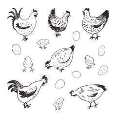 Chicken, chicks, eggs vector illustrations line set © GooseFrol