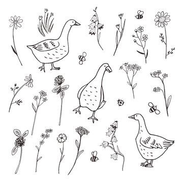 Goose farm animal with flowers vector illustrations set